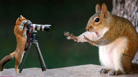 animal videos .